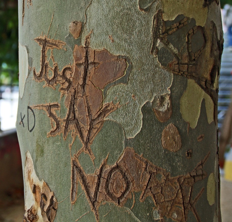 Ecorce gravée 'Just Say No'