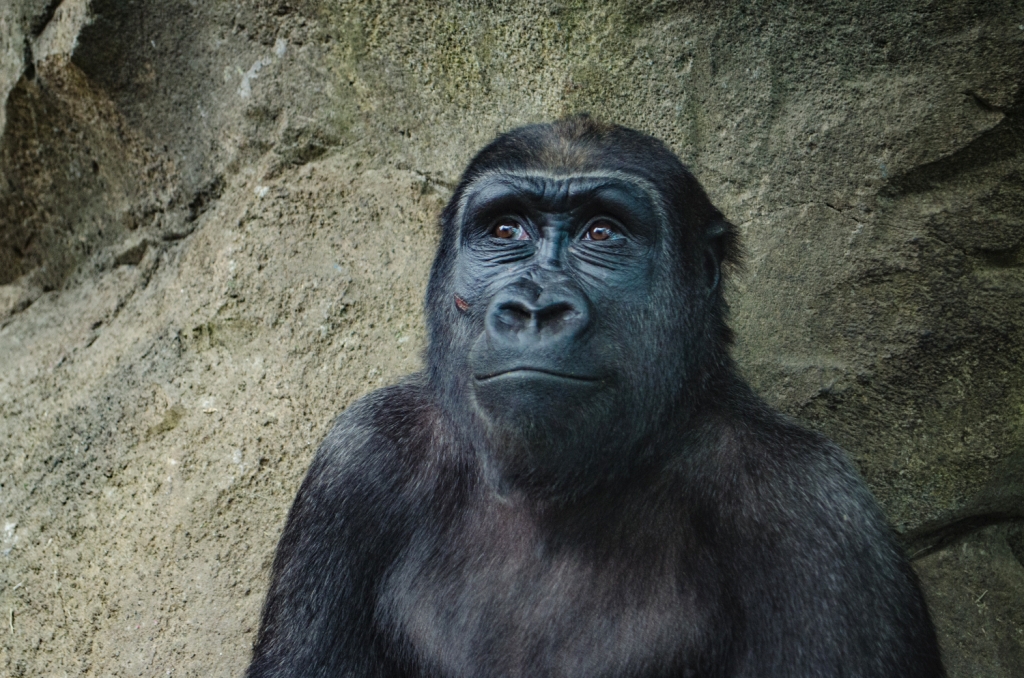 Gorille au regard songeur